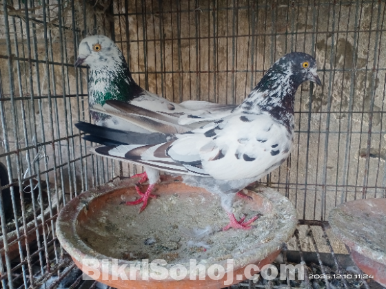 হলুদ চোখের গিরিবাজ হাইফ্লাইয়ার